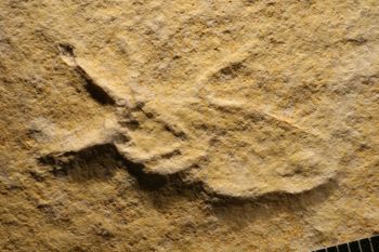 Media type: image;   Entomology PALE-6138